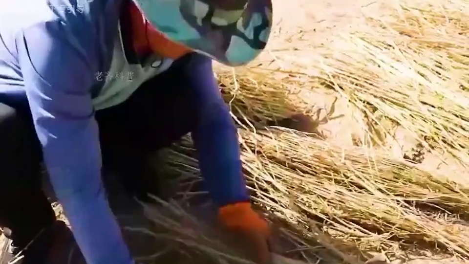 配料只有沙棘果的沙棘原浆，整整14瓶也才只要这个价啦！没喝过的朋友赶紧囤些尝尝吧！#科普 #沙棘 #