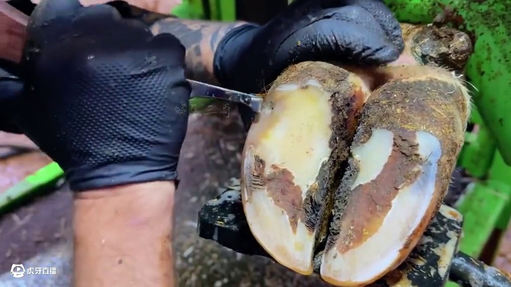 叽的一声响，爆浆牛蹄得登场#修蹄 #解压 #助眠 #治愈 #强迫症