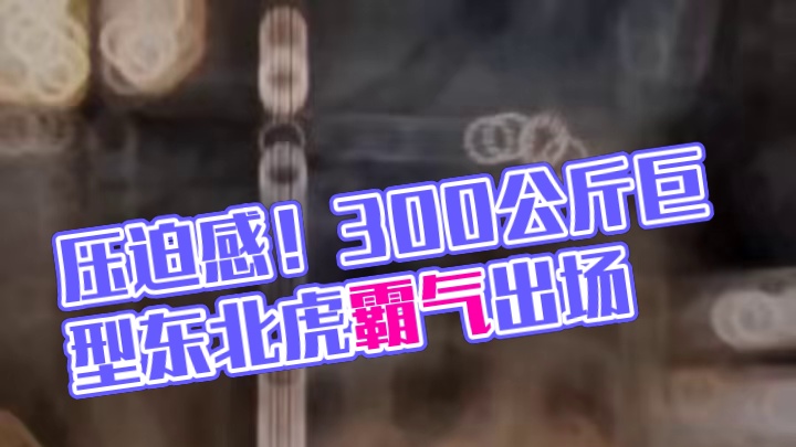 一头300公斤的巨型东北虎霸气出场的压迫感，直接吧其中一头吓的瘫软在地，这就是王者的威严吗？#老虎 