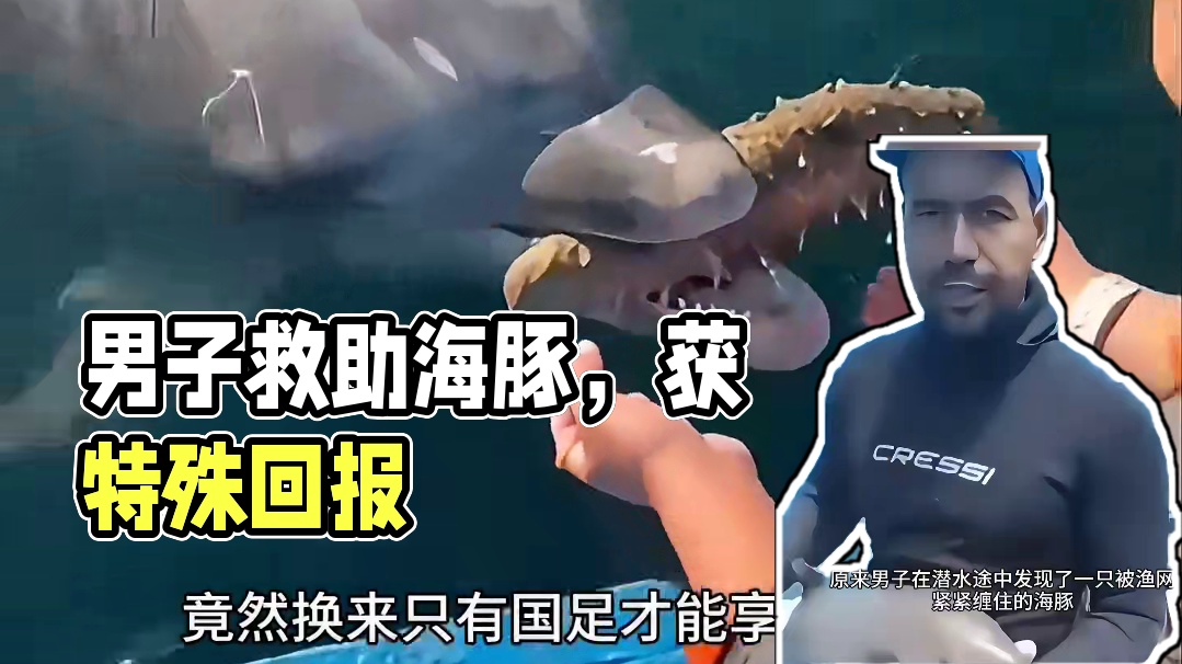 男子善举拯救海豚，竟被“疯狂报恩”，背后真相令人泪目！