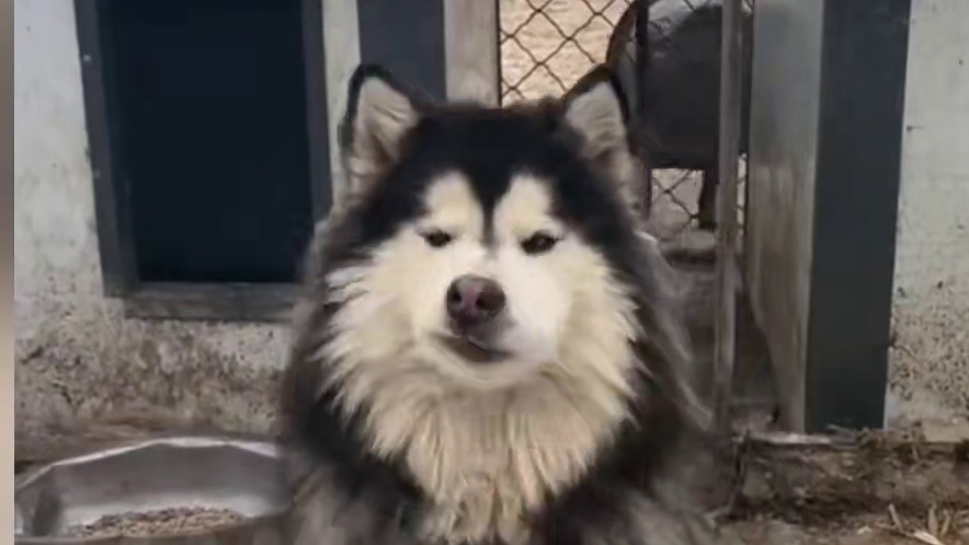 肥波：你懂什么是爱！！#潘宏爱玩狗 #阿拉斯加 #搞笑 #万万没想到 #恋爱脑