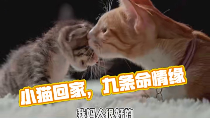 我感觉找错了我的小猫