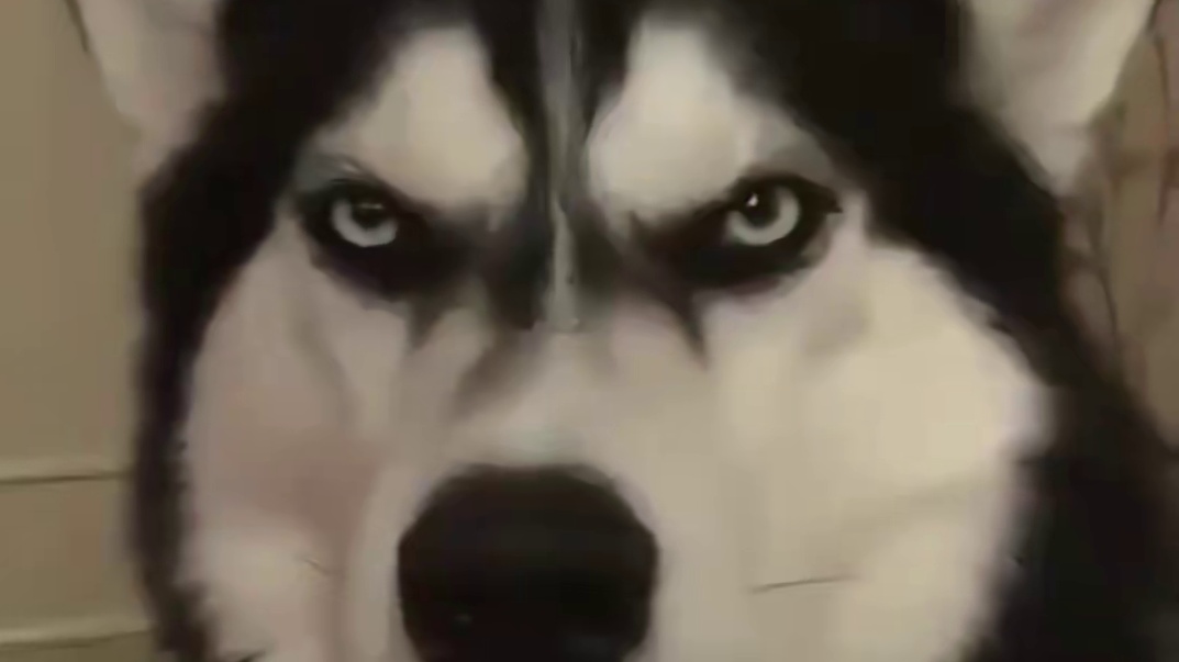 二哈三剑客：永远在吃瓜第一线！！#潘宏 #搞笑 #阿拉斯加 #狗狗