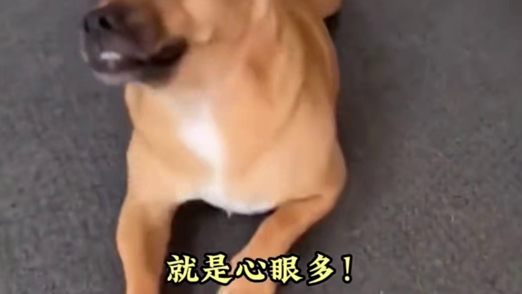 一只心眼多的狗狗