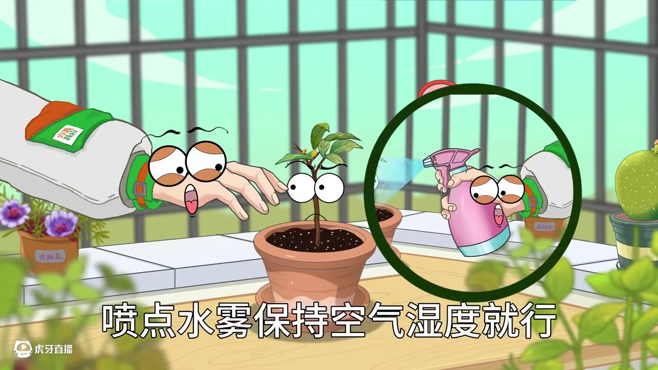 桂花干尖卷叶怎么办 #动漫编年史 #养花小知识 #有趣的知识又增长了 #科普一下 #轻漫计划