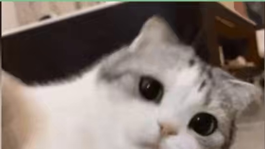 #真正的荒野求生  我嘞个野王，又是感叹我这上不如老下不如小的一生呀。