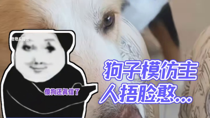狗子：你看这样像谁啊