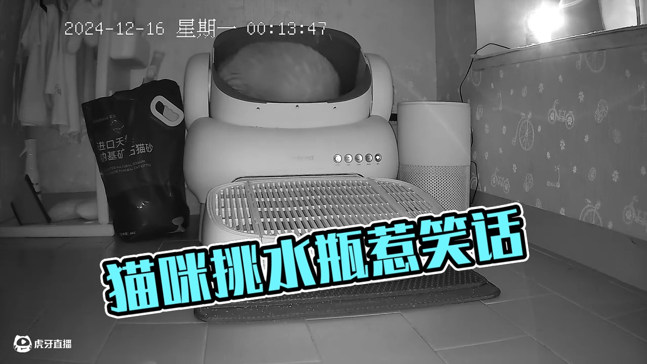 阿蛋又告诉老登没水喝了 #记录猫咪日常 #监控下的猫咪