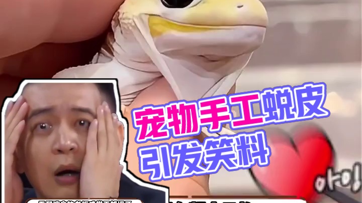 守宫：两耳朵中间夹的什么！  #守宫 #内容过于真实 #谢谢有被笑到 ##万万没想到 #这是一个悲伤