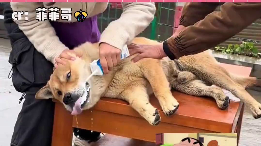 狗：今天没演好，明天继续！（cr：