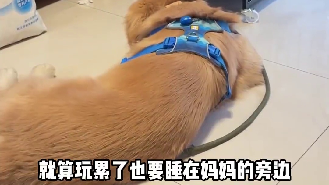 这一刻，被爱会疯狂长出血肉具象化了#无声金毛 #繁育犬 #狗狗 #小狗的爱永远真诚而热烈 #萌宠出道