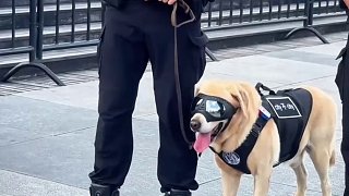 向這些可愛的警犬致敬