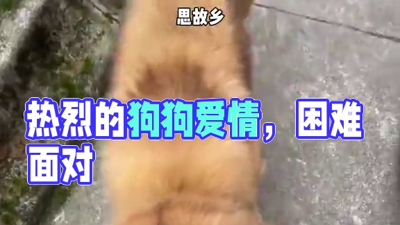 “狗狗的爱永远是热烈的”
