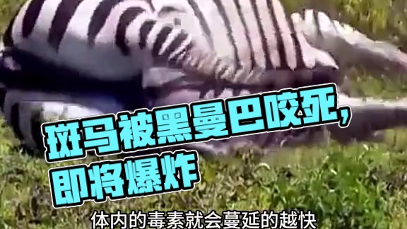 斑马爆炸#看动物世界品百味人生 #野生动物零距离 #神奇动物在这里 #这波操作也是没谁了