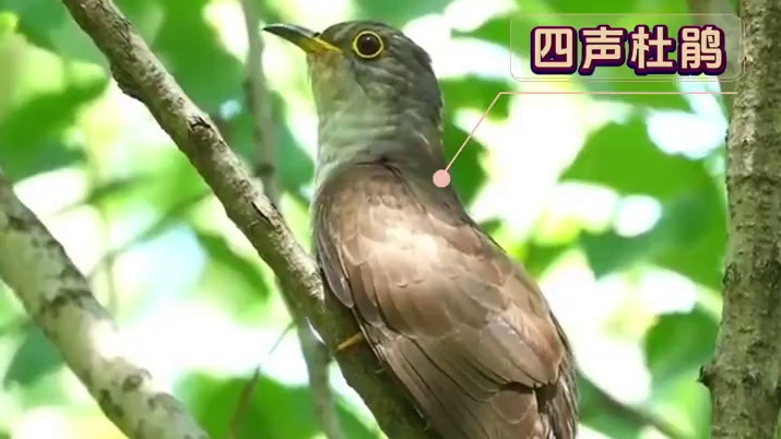 原来这些叫声的发声源长这样阿 #娱乐评论大赏 #鸟叫 #鸟类