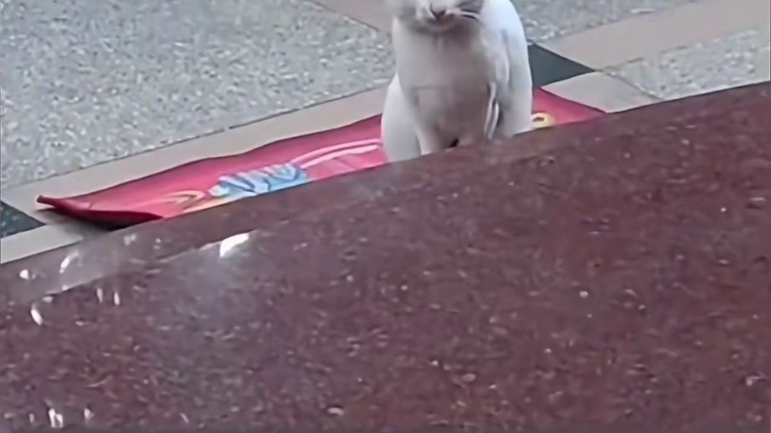 小猫咪：hi好朋友～#萌宠