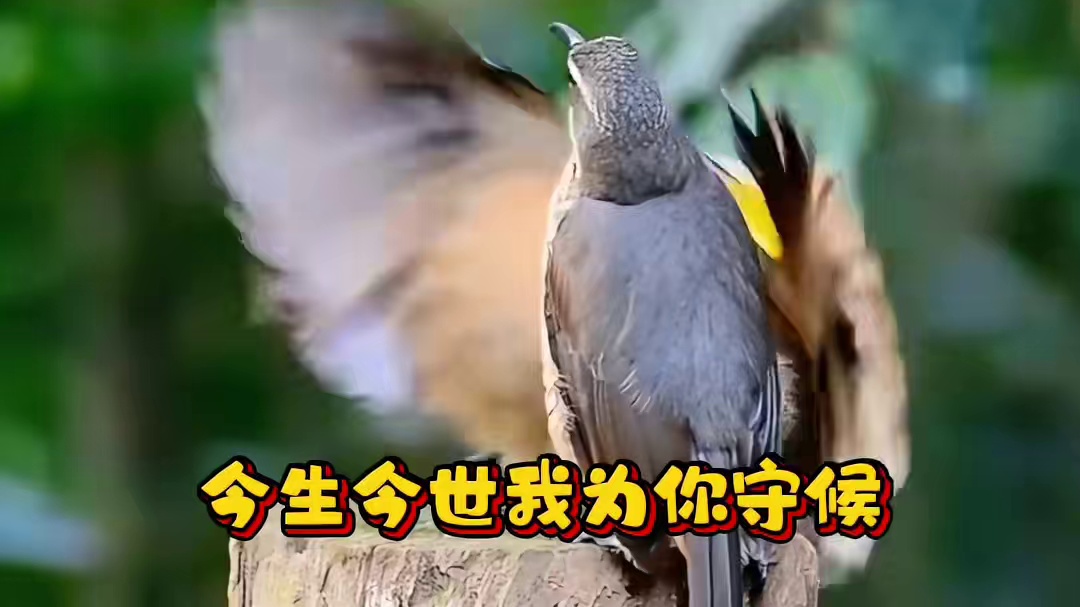 小鸟示爱被嫌弃… #动物配音 #动物的迷惑行为 #小鸟成精了 #方言搞笑 #APT