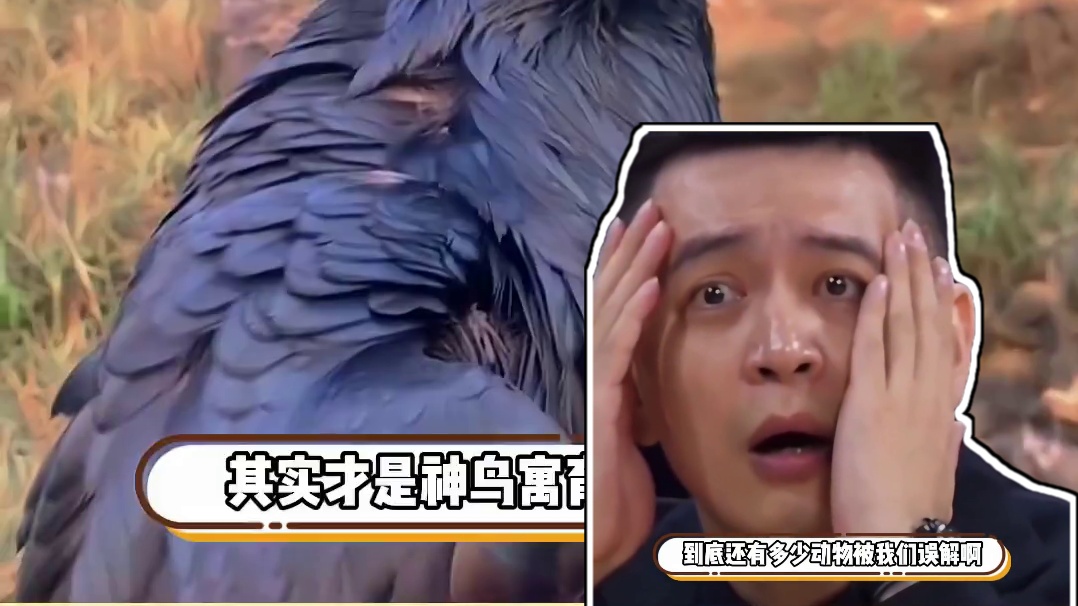 怪不得说鸽子是会飞的老鼠呢 #鸽子  #万万没想到  #大数据推荐给有需要的人 #冷知识 #科普