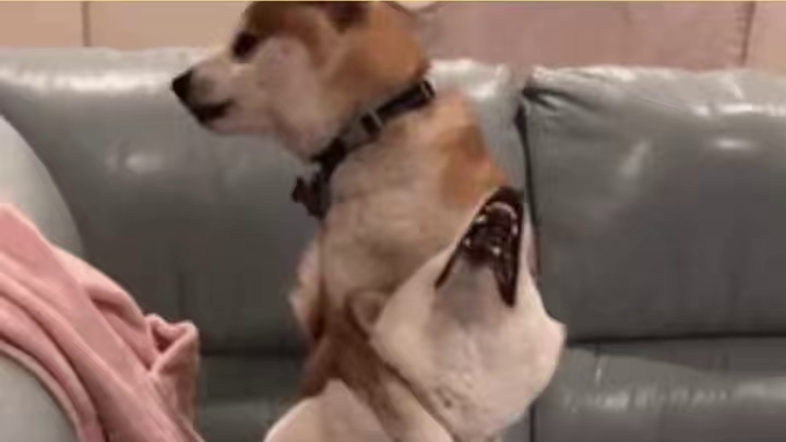 到底是谁教你这么爆改的！ #崩坏星穹铁道   #在第八日启程 #银枝 #整活 #二次元