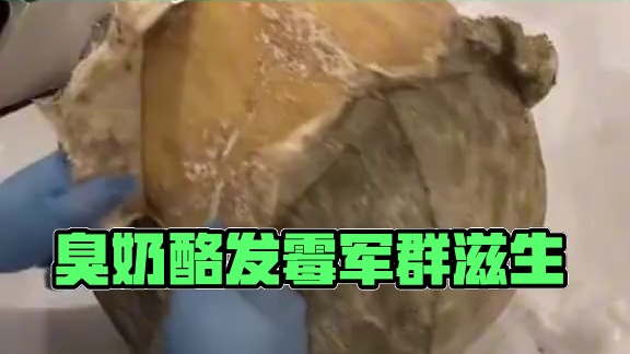 臭臭的奶酪 #冷知识 #奶酪