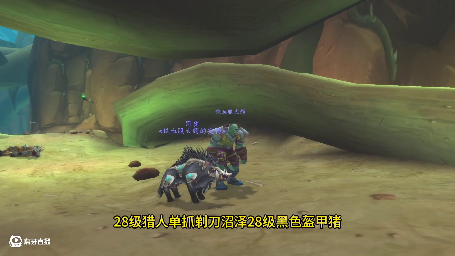 28级猎人单抓黑色盔甲猪 攻防兼备的练级神宠 #魔兽世界  #魔兽世界二十周年#魔兽世界硬核模式 #