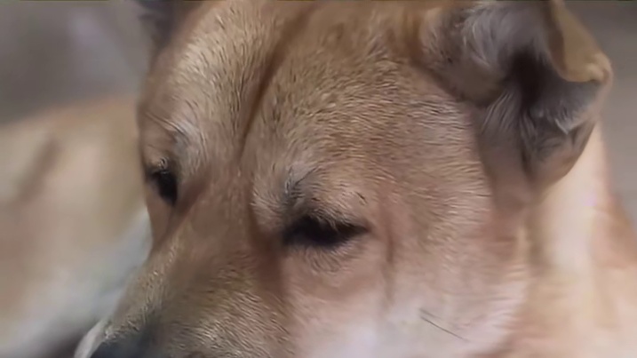 狗子：严厉打击医闹！