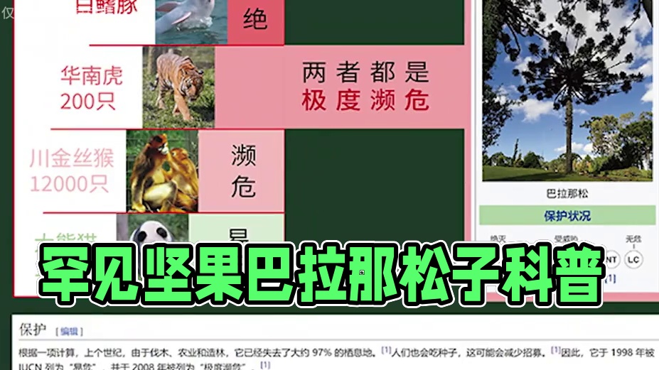 这种罕见的坚果你吃过吗？#巴拉那松子 #坚果 #三农 #科普