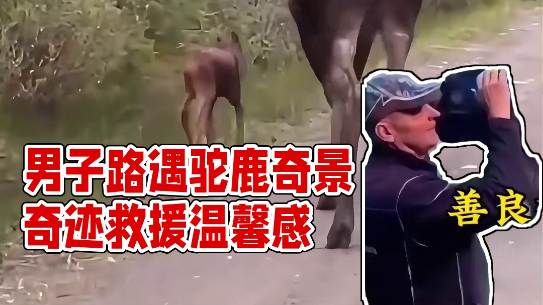 奇迹！男子路遇驼鹿奇景，后续发展惊掉下巴