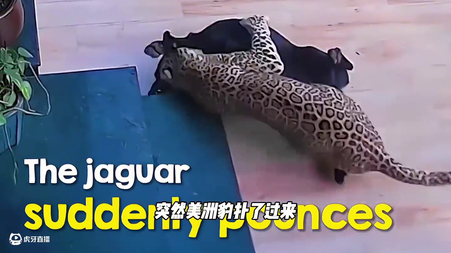 家狗被美洲杯偷袭，结局太感人了！#万物皆可挂闲鱼