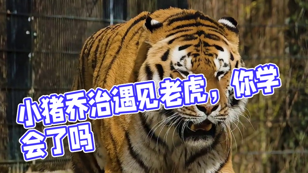 小猪佩奇认识了新朋友！你们喜欢吗 ？