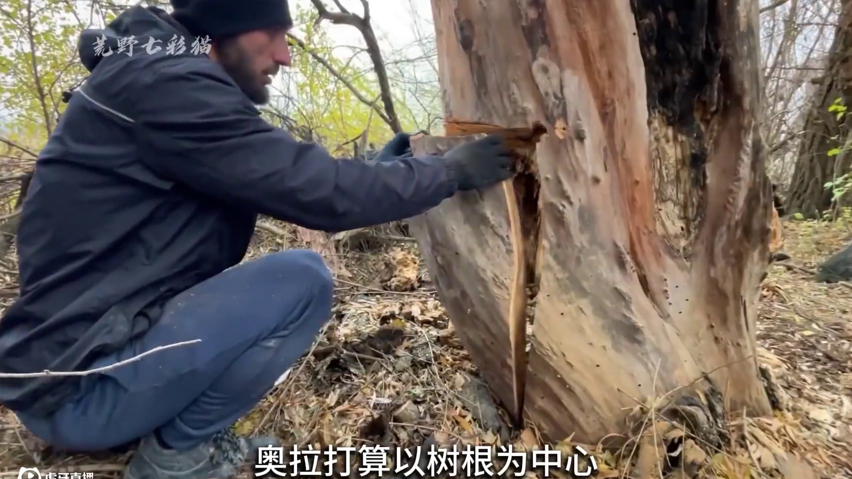 在枯樹下建造洞穴庇護(hù)所，完美隱藏在大山深處無人發(fā)現(xiàn) #荒野建造 #解壓 #野外生存 #荒野求生