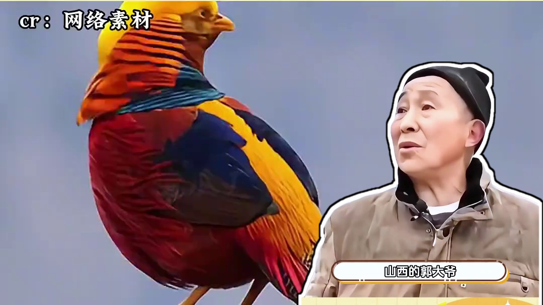 要不怎么说你大爷还是你大爷呢。 #看一遍笑一遍 #万万没想到 #真实事件 #动物 #红腹锦鸡