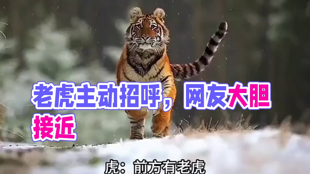 老虎：自己吓自己~