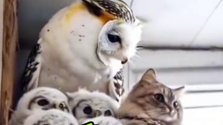 最讨厌这种远房亲戚#陕西方言 #搞笑配音