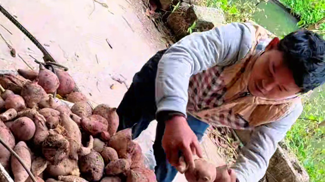 简单的食材，要用最简单的做法  雪花红薯让你回味无穷 #农村生活 #农村美食 #我在乡村做美食 #乡