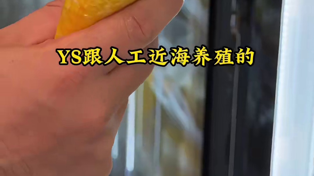 在上海一两百的价位可以吃到近ys水准的大黄鱼，替你们去看看到底怎么个事