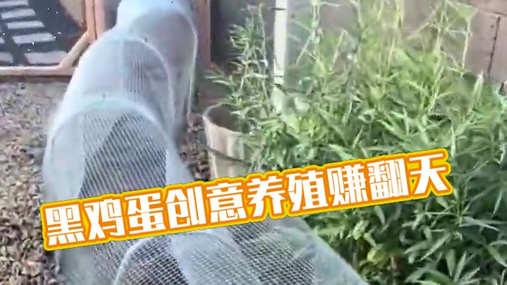 每颗都有日期!始祖黑鸡蛋，品质看得见!#科普  #涨知识  #可生食鸡蛋