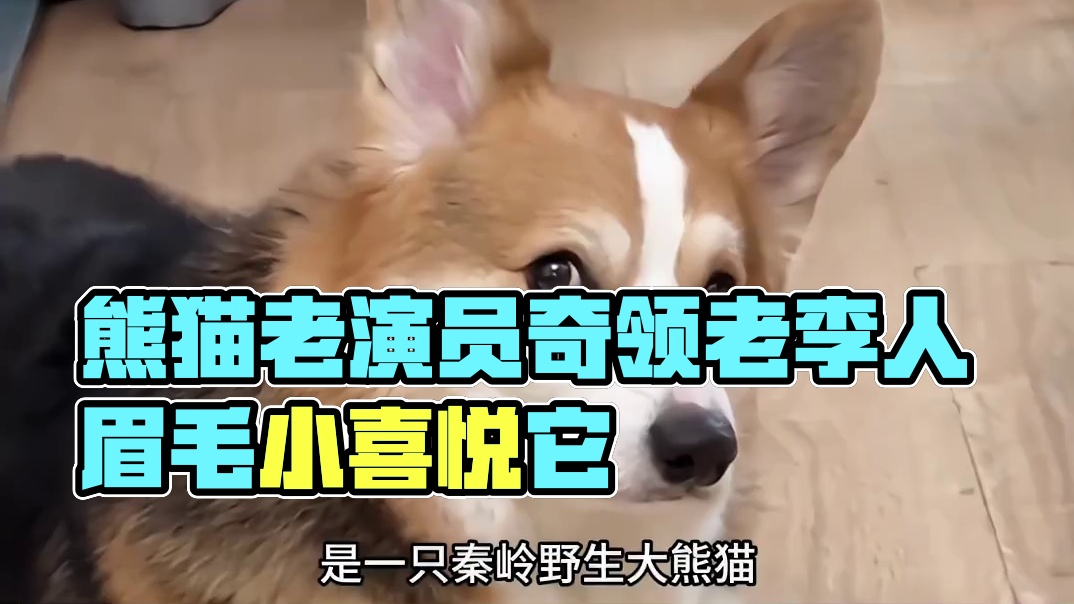 熊猫界的老演员一猫