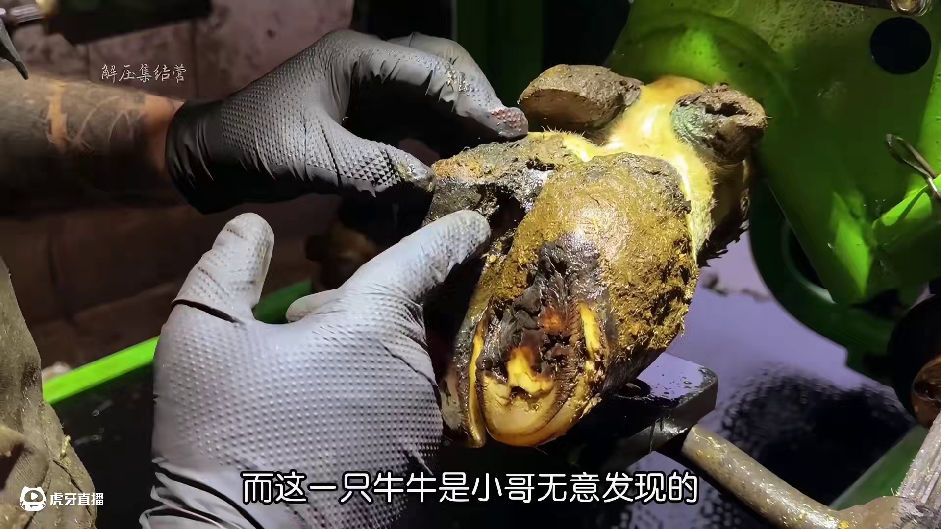 被小哥无意发现的牛牛问题可真不小#解压 #修牛蹄