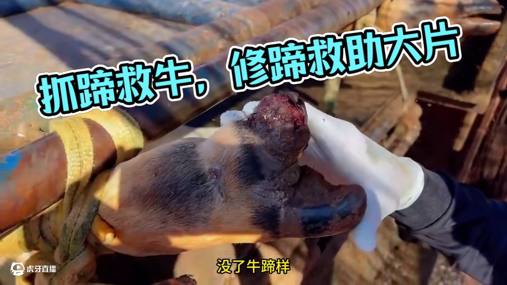 开局就送三连踢，这可又被你赶上了我的好兄弟 #修蹄 #助眠 #解压 #强迫症 #极度舒适