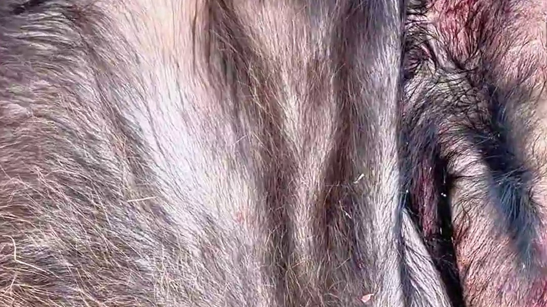 别人嫌弃丢掉的牛皮 没想到小敏拿回去能做出美食佳肴 #我的乡村美食记忆 #农村生活 #农村柴火饭 #