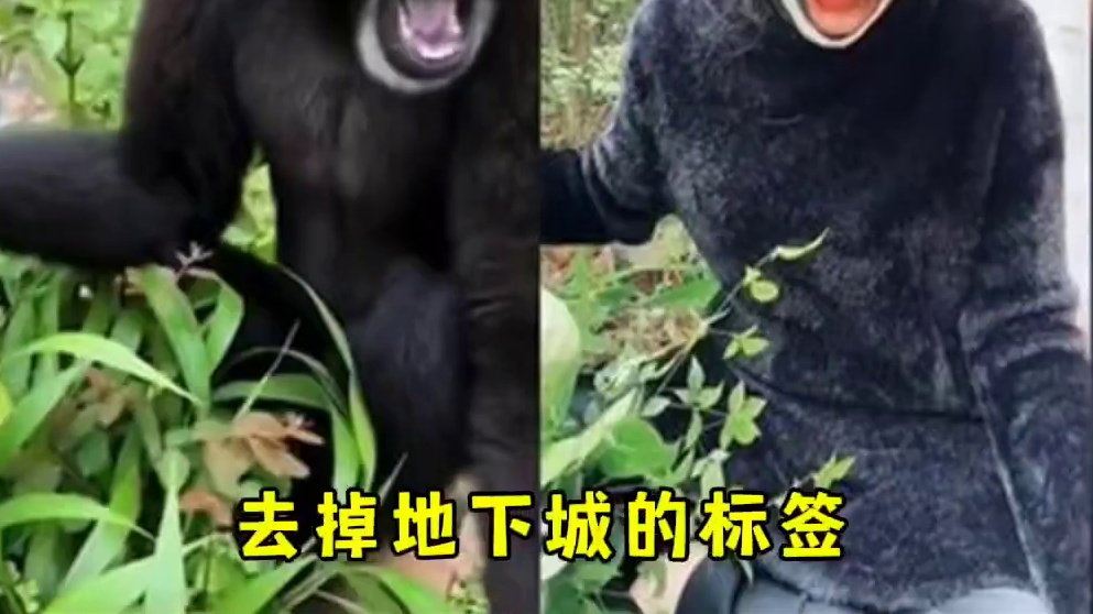 剑士三转三刀流来了#晶核coa #晶核全民星计划 #晶核瑞雪精灵上线 #晶核也有自己的福瑞