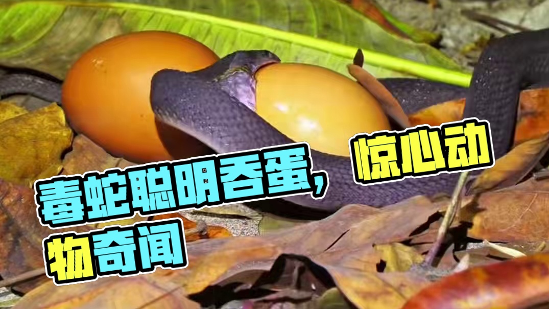 这一幕真少见#神奇动物在这里 #野生动物零距离 #动物世界 #动物奇闻