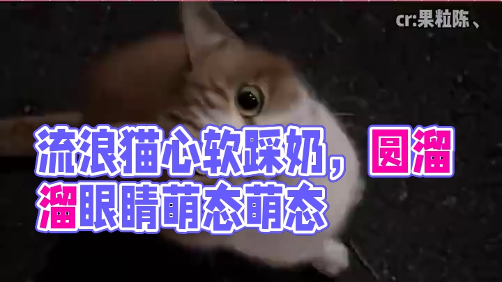 这么可爱的猫咪真的看得我心软软啊#猫咪 #踩奶 #流浪猫 #弱小可怜又无助 #可爱到爆炸