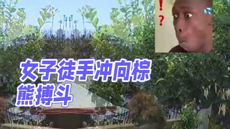 女子竟敢徒手冲向棕熊近距离搏斗#神奇动物在这里 #野生动物零距离 #监控下的一幕 #内容启发搜索