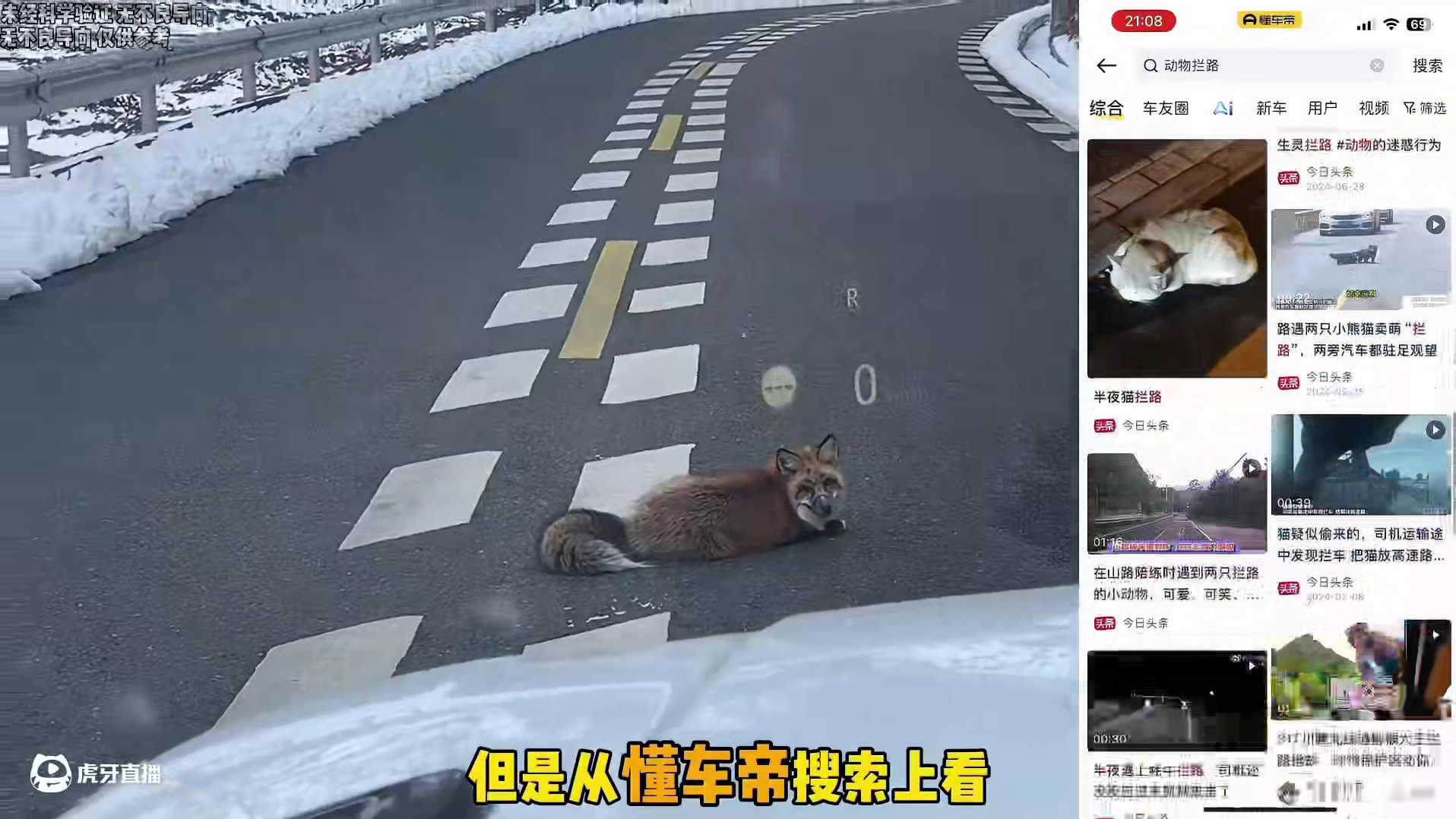 如果在开车时遇到动物拦路该怎么办？#动物拦路 #开车 #汽车￼