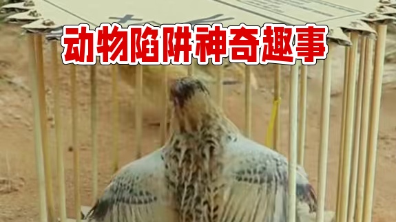 陷阱 #动物趣事 #陷阱 #动物的迷惑行为 #野生动物零距离