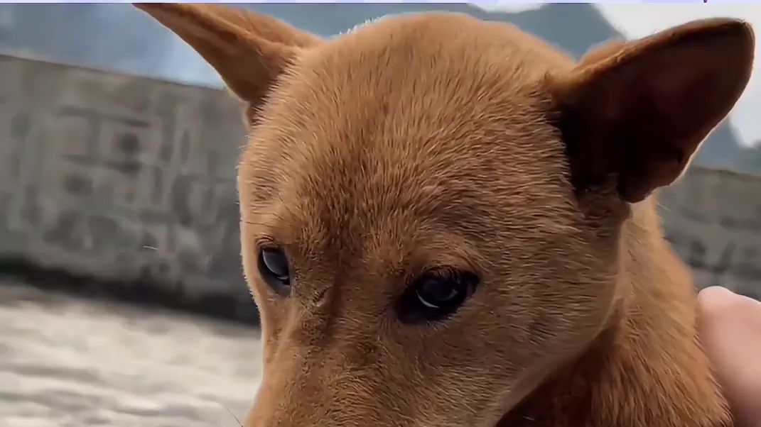 狗子的心思真的很好猜