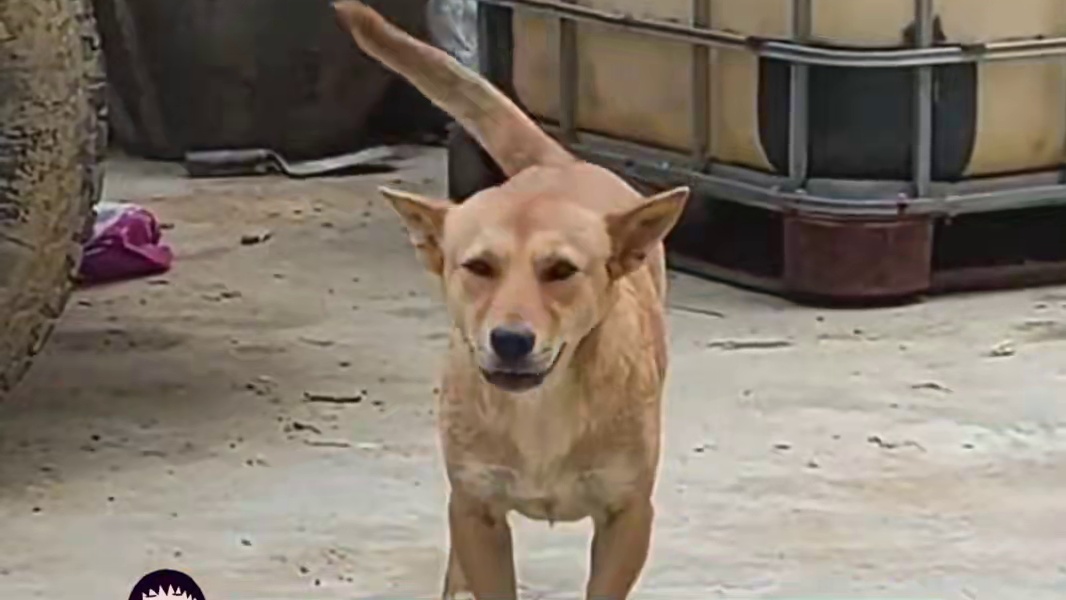 原来越像狼的狗狗会越受欢迎啊#狗狗 #萌宠 #可爱 #阿拉斯加 #哈士奇