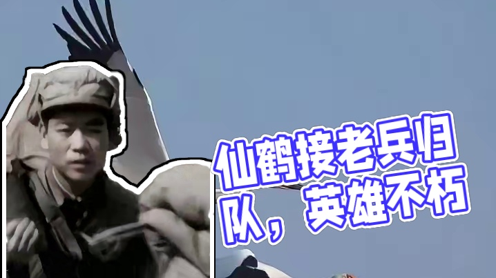 原来现实真有驾鹤西去 #仙鹤  #万物皆有灵性  #退伍老兵#抗美援朝 #宿命感